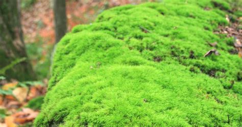 Moss Musings .